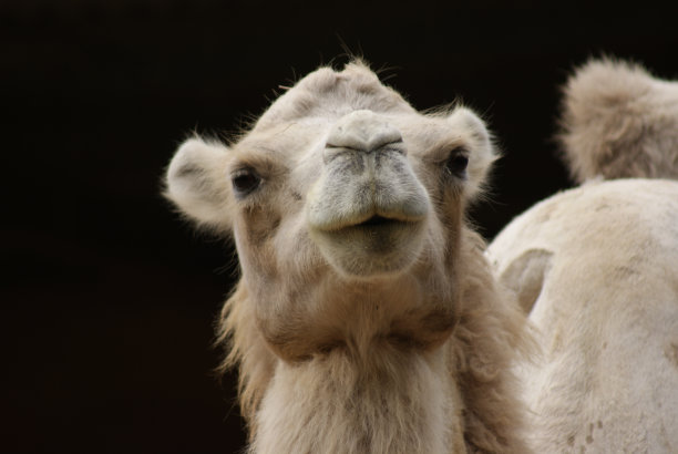 自大的骆驼图片下载