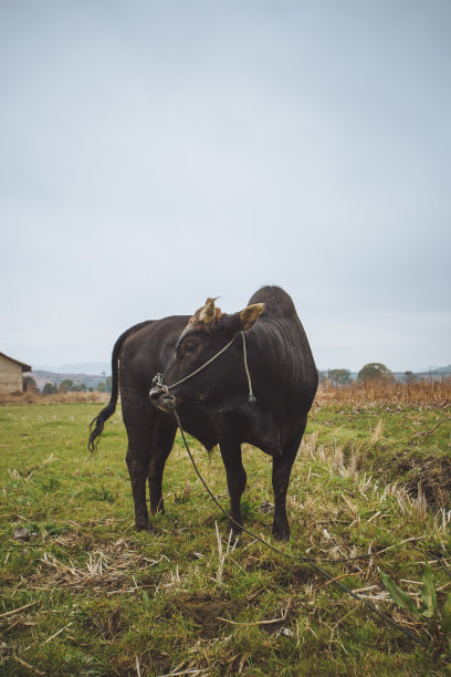 农场的牛图片下载