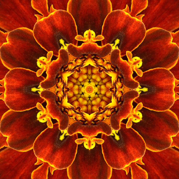 红色曼荼罗花的特写图片下载