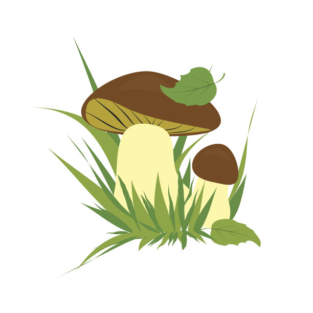 牛肝菌在白色背景图片下载