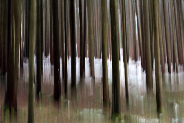 冬季森林图片下载