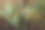 美丽的孔雀羽毛。鸟羽毛的背景图片下载