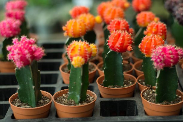 花盆里有许多五颜六色的仙人掌图片下载