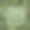 在杉树枝上手写的题词圣诞快乐背景图片下载