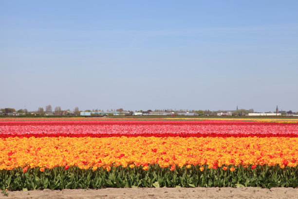 在荷兰，五颜六色的郁金香排成一行图片下载