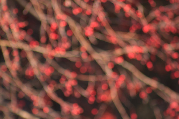 束花与模糊效果。图片下载