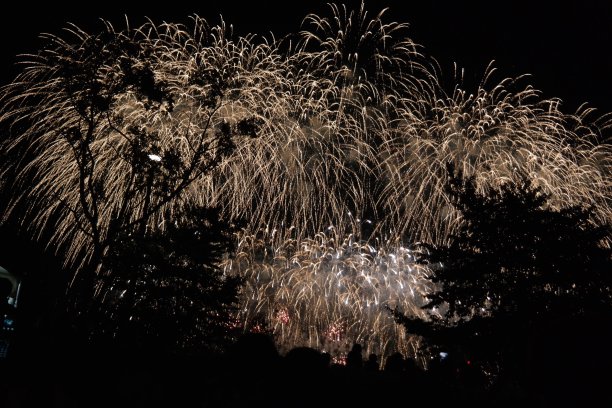 烟花和树图片下载