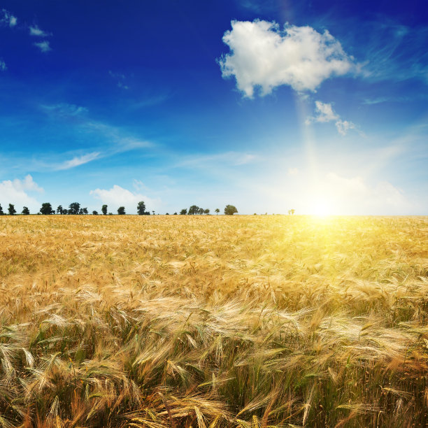 麦田上美丽的日出图片下载