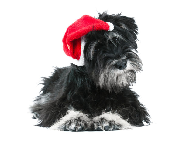 迷你雪纳瑞孤立在白色上图片下载