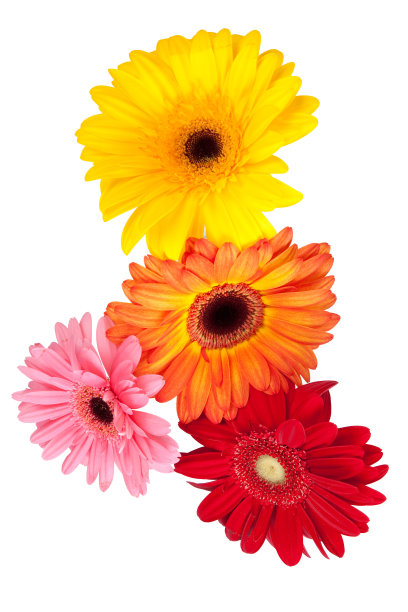 不同颜色的非洲菊图片下载