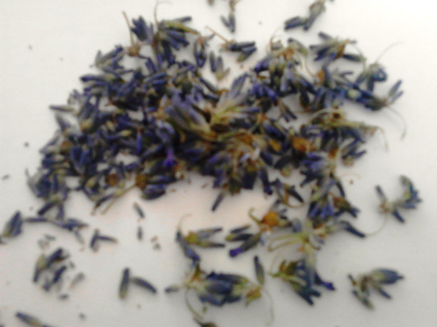 薰衣草图片下载