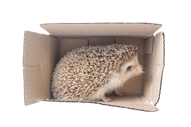 纸盒里的刺猬。图片下载