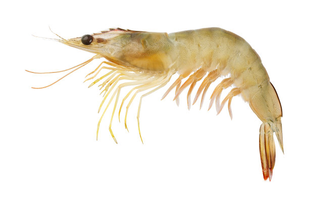 香蕉虾图片下载