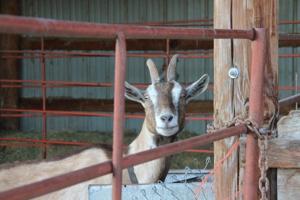 耐心地等待图片下载