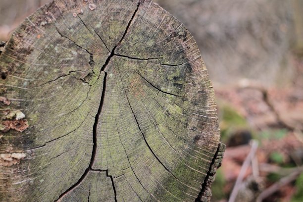 在树林里伐木图片下载