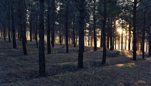 树间的夕阳图片下载