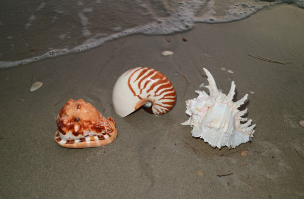 沙滩上有三种天然贝壳图片下载