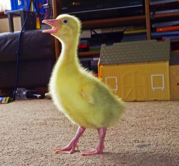 唱歌高斯林图片下载