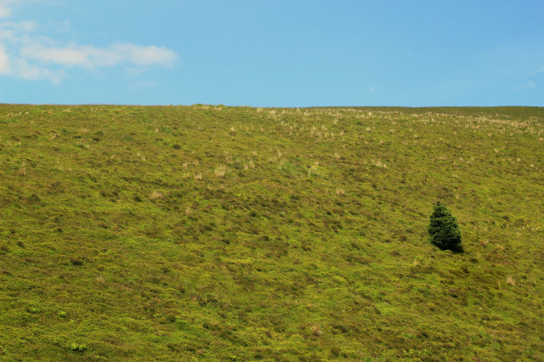 孤独的树图片下载