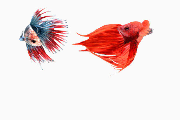 暹罗斗鱼图片下载