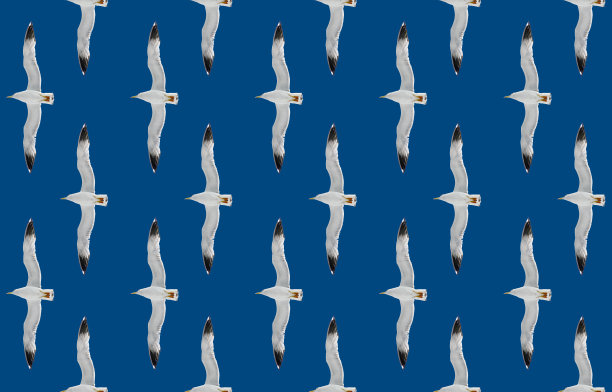 海鸥可重复的纹理图片下载