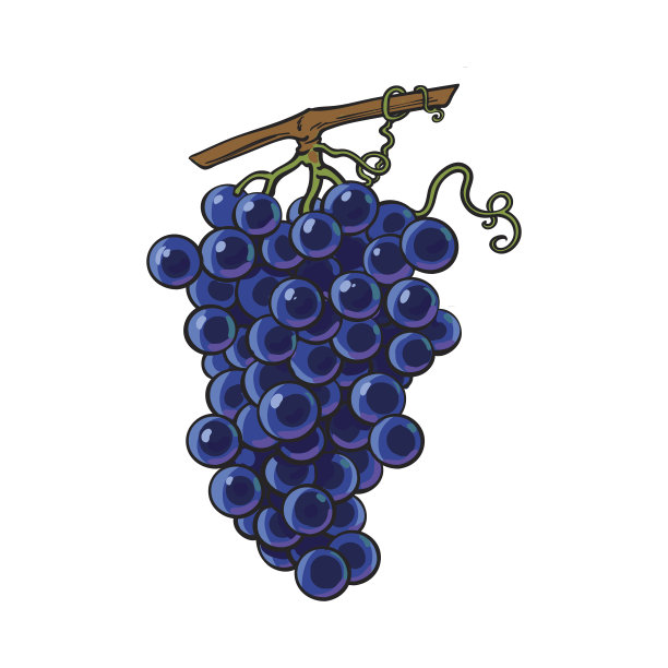 黑葡萄孤立在白色背景上图片下载