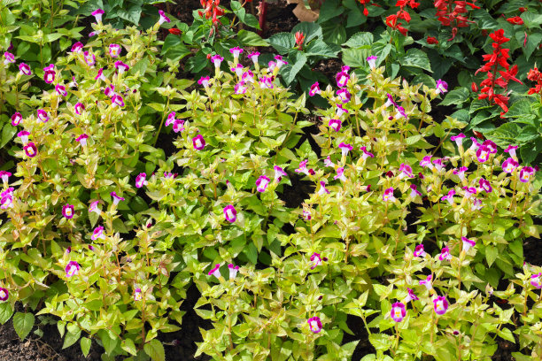 山的花图片下载