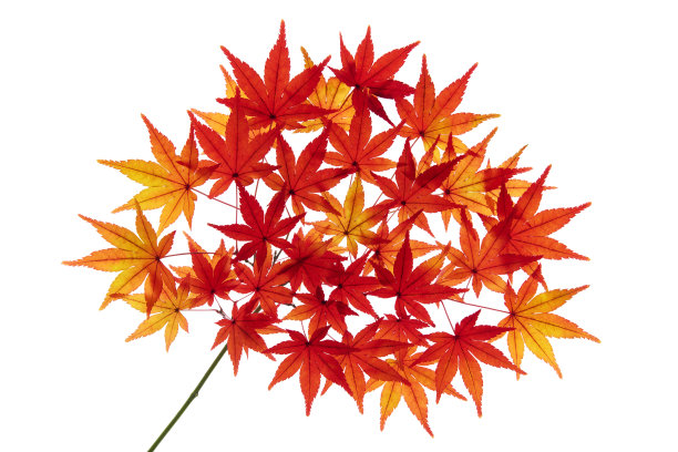 秋天的枫叶图片下载