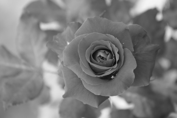 黑白玫瑰图片下载