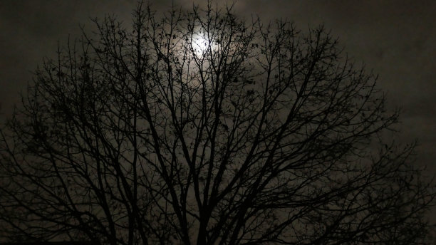 令人毛骨悚然的月光图片下载