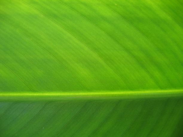 绿色的叶子图片下载