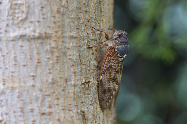 大褐蝉(黑蝉)图片下载