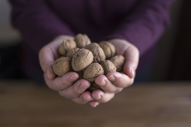 核桃在棕榈图片下载