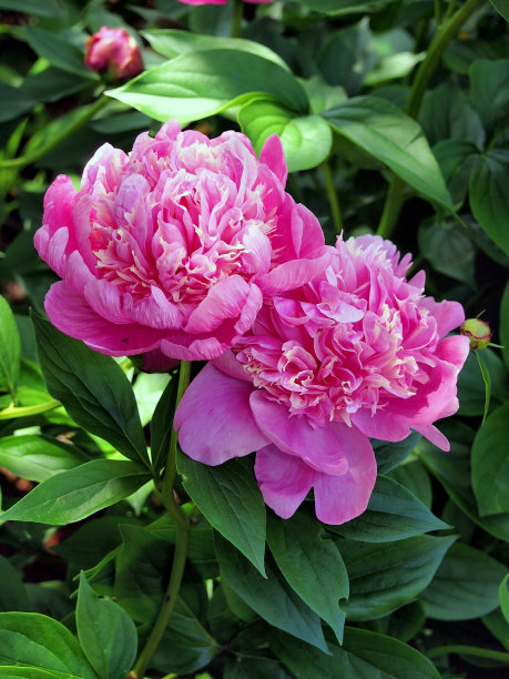 芍药的双重特征图片下载