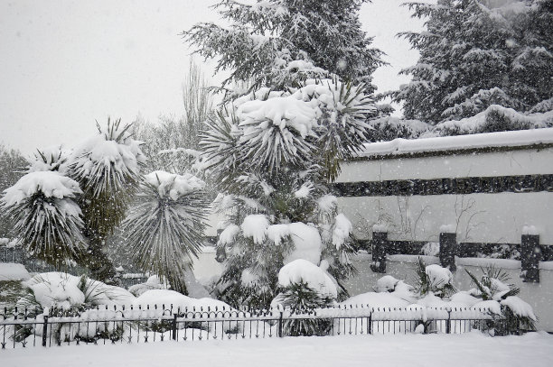 公园里下雪了图片下载