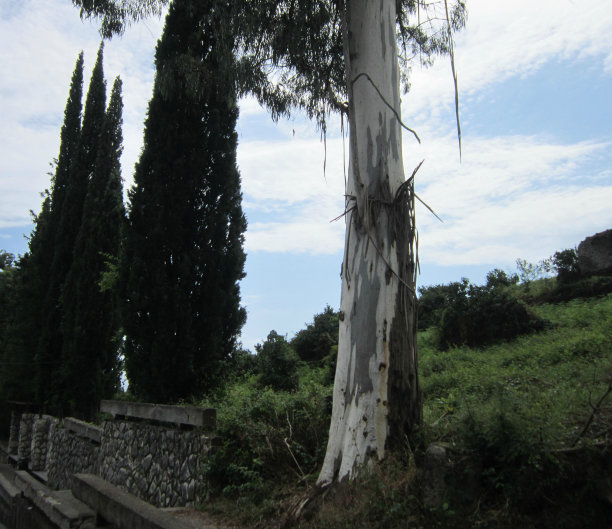 桉树干图片下载