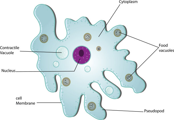 变形虫解剖学素材图片