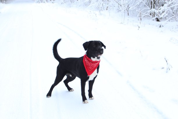 雪地上的大狗图片下载