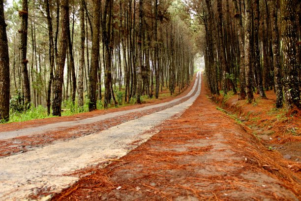 美丽的松树林图片下载