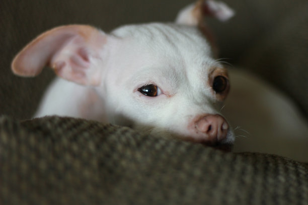 宝贝狗图片下载