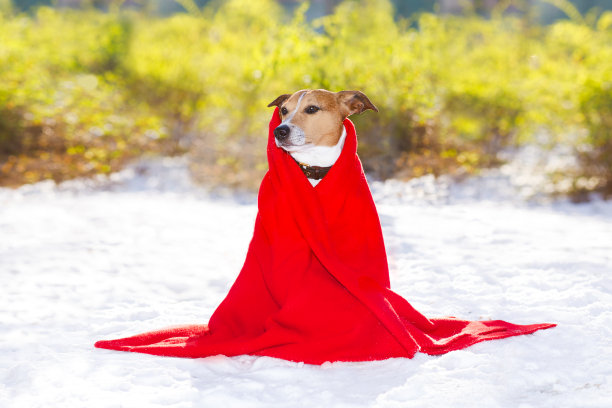 在雪中冰冻的狗图片下载