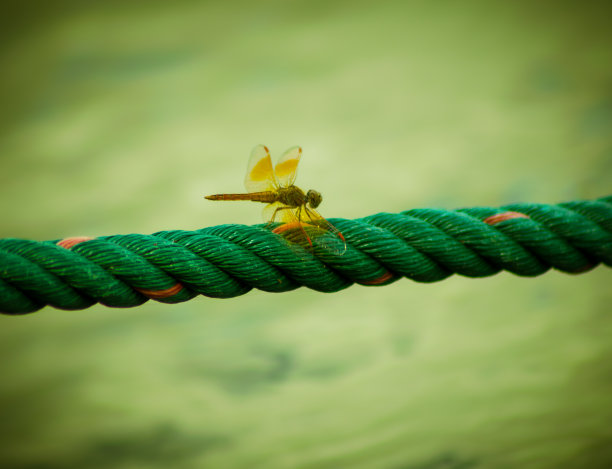 绿绳上的蜻蜓，复古风格图片下载
