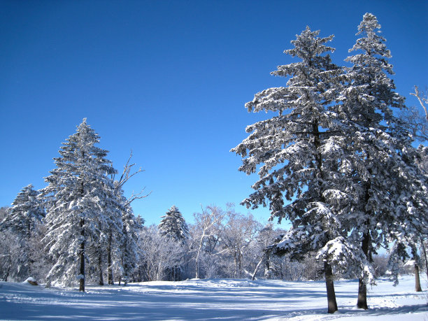 冬季森林图片下载