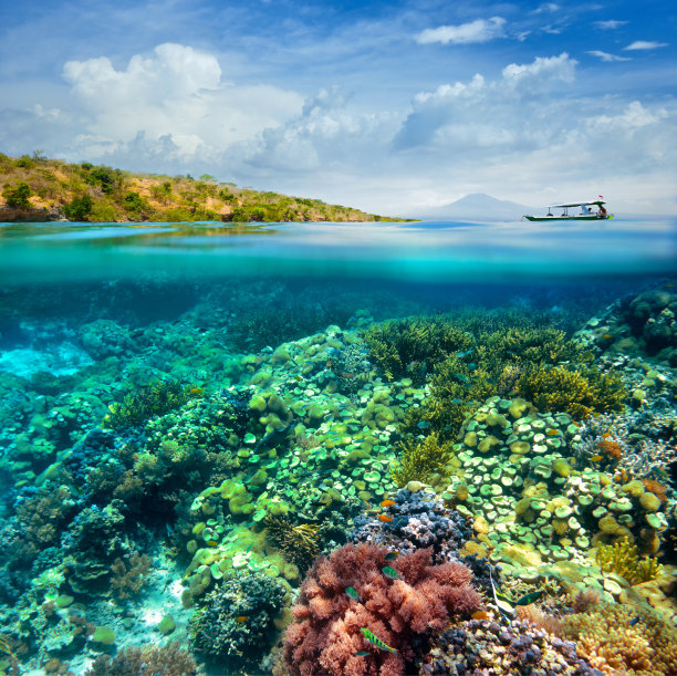 潜水照片素材ID：132308938