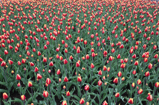 郁金香图片下载