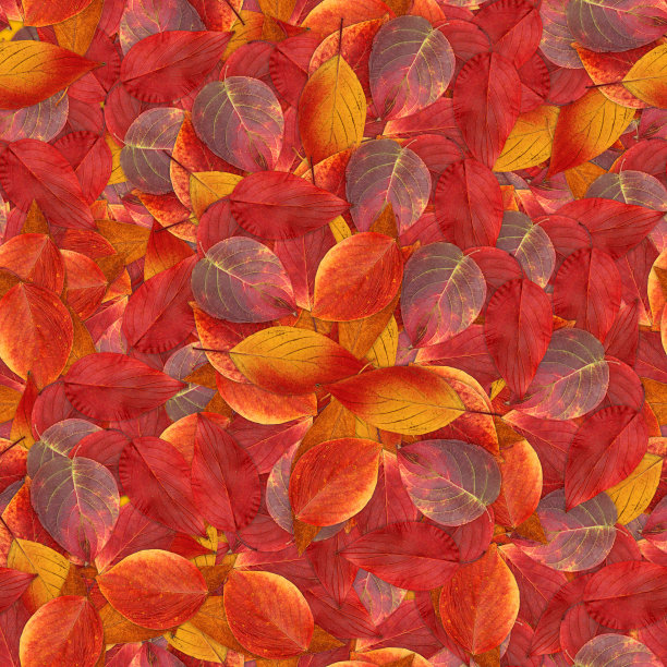 无缝背景与鲜艳多彩的山楂叶图片下载