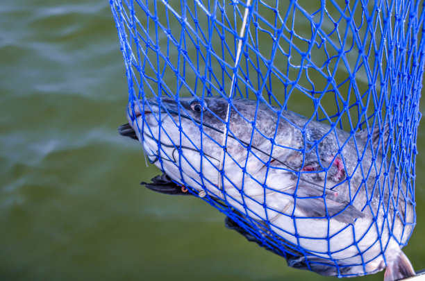 被网捕获的鲶鱼图片下载