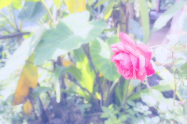 模糊抽象的背景美丽的颜色图片下载