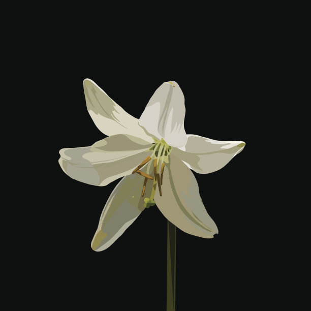 白百合向量图片下载