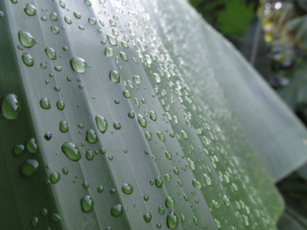 雨点落在芭蕉叶上图片下载